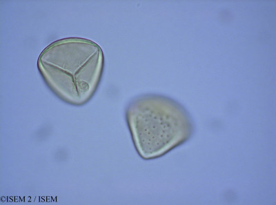 Huperzia capellae - lame n° 82200